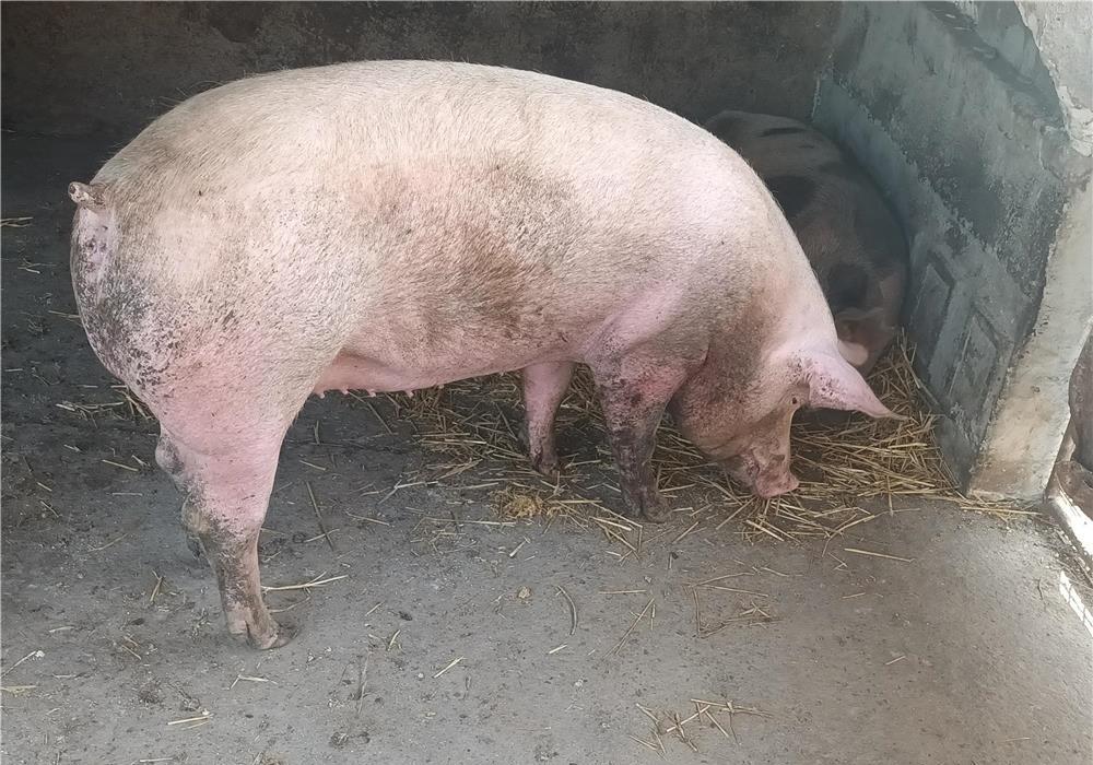 vand porc