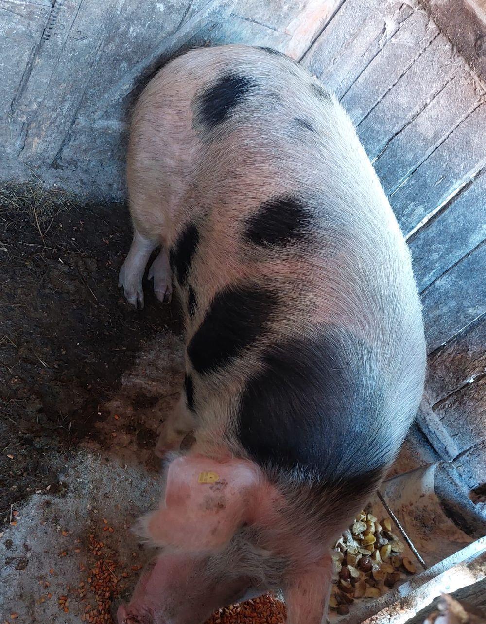 vand porc