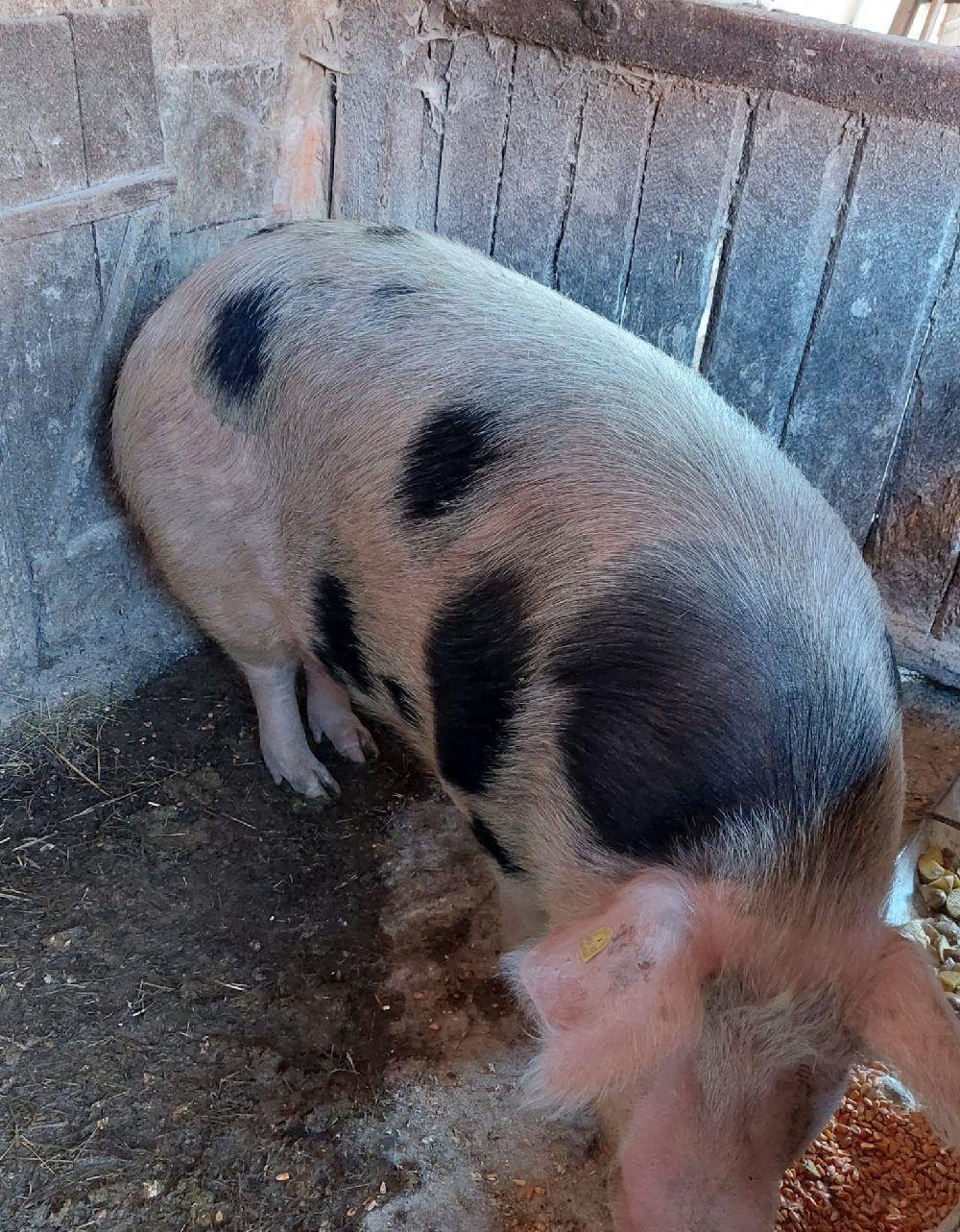 vand porc