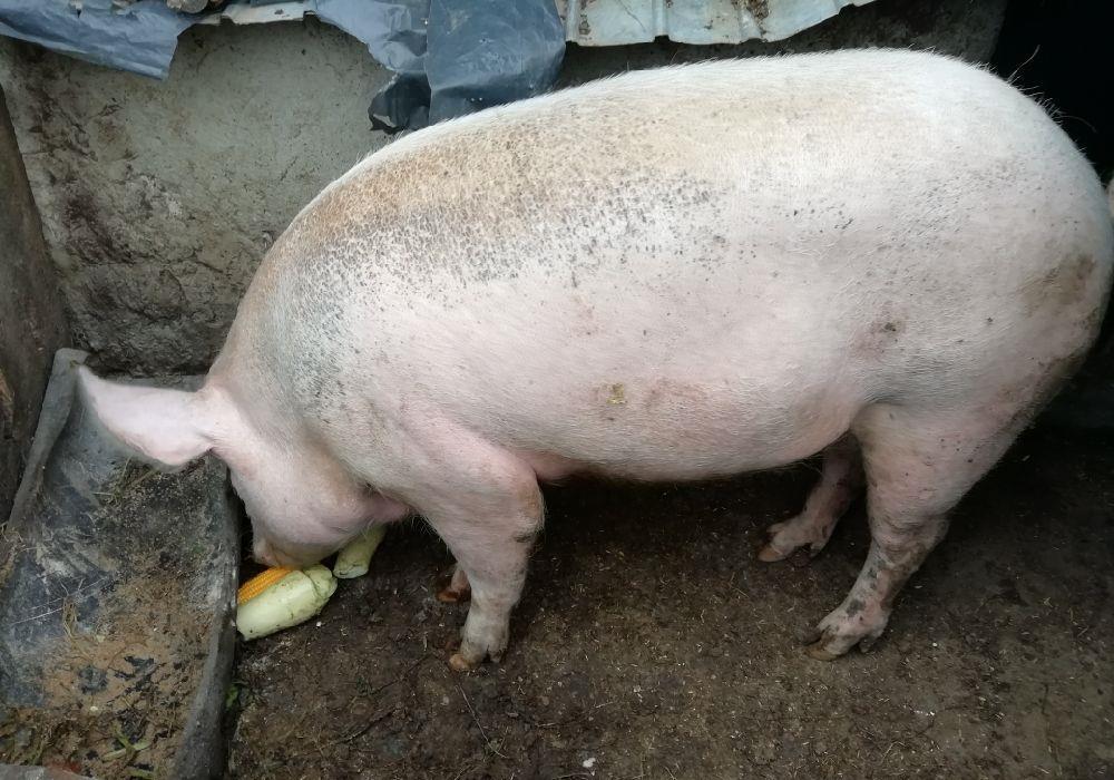 Vând porc crescut natural
