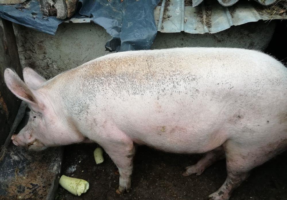Vând porc crescut natural