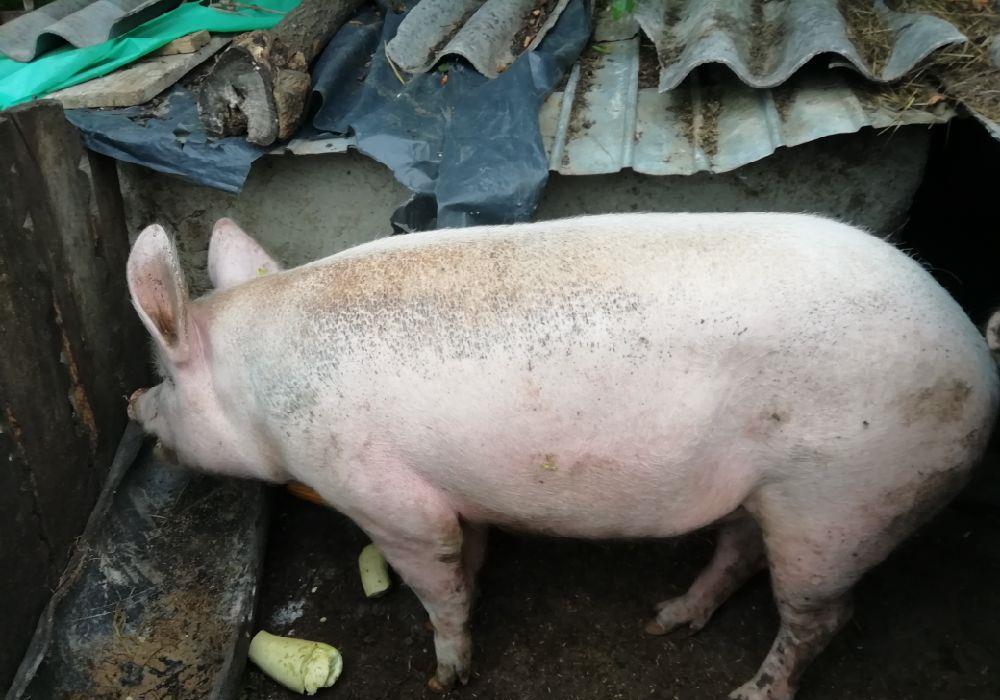 Vând porc crescut natural