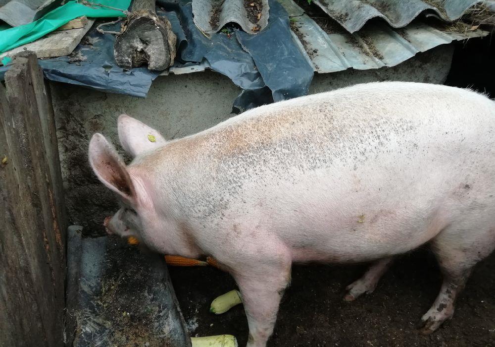 Vând porc crescut natural