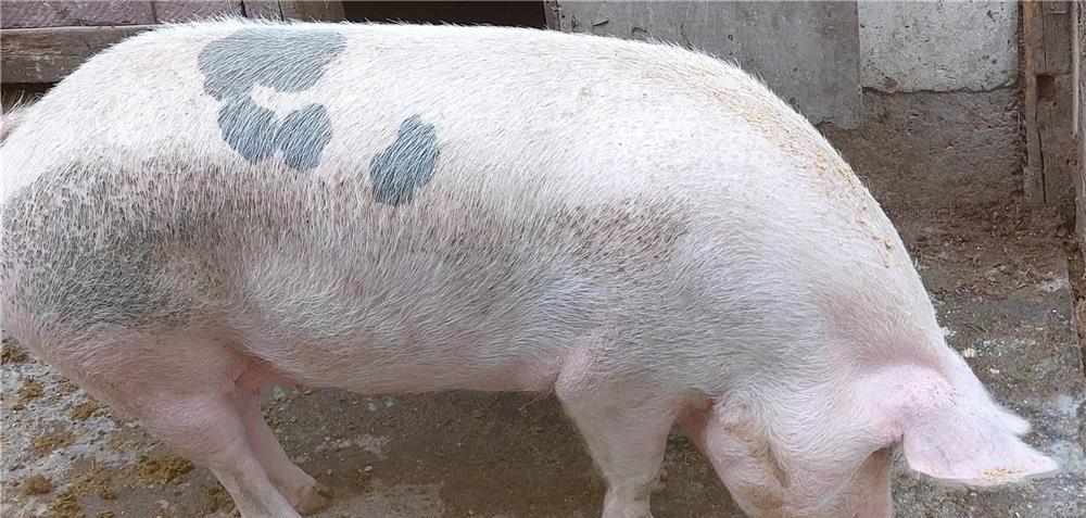 Vand porc de 180kg