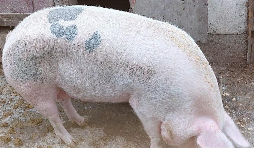 Vand porc de 180kg