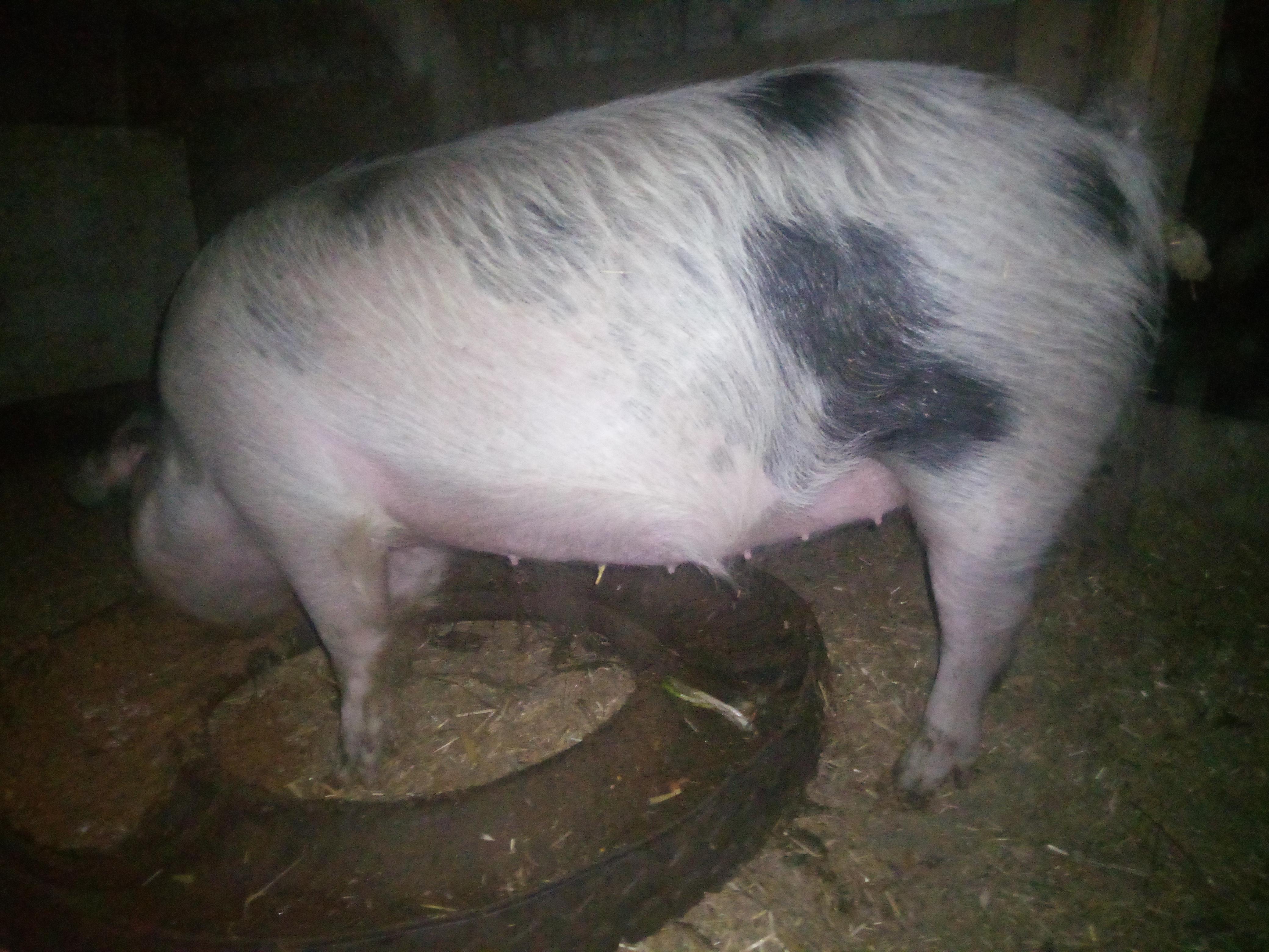 Vând Porc de 90kg