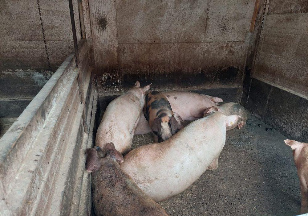 vand porc de casa sibiu  la carcasa sau la viata