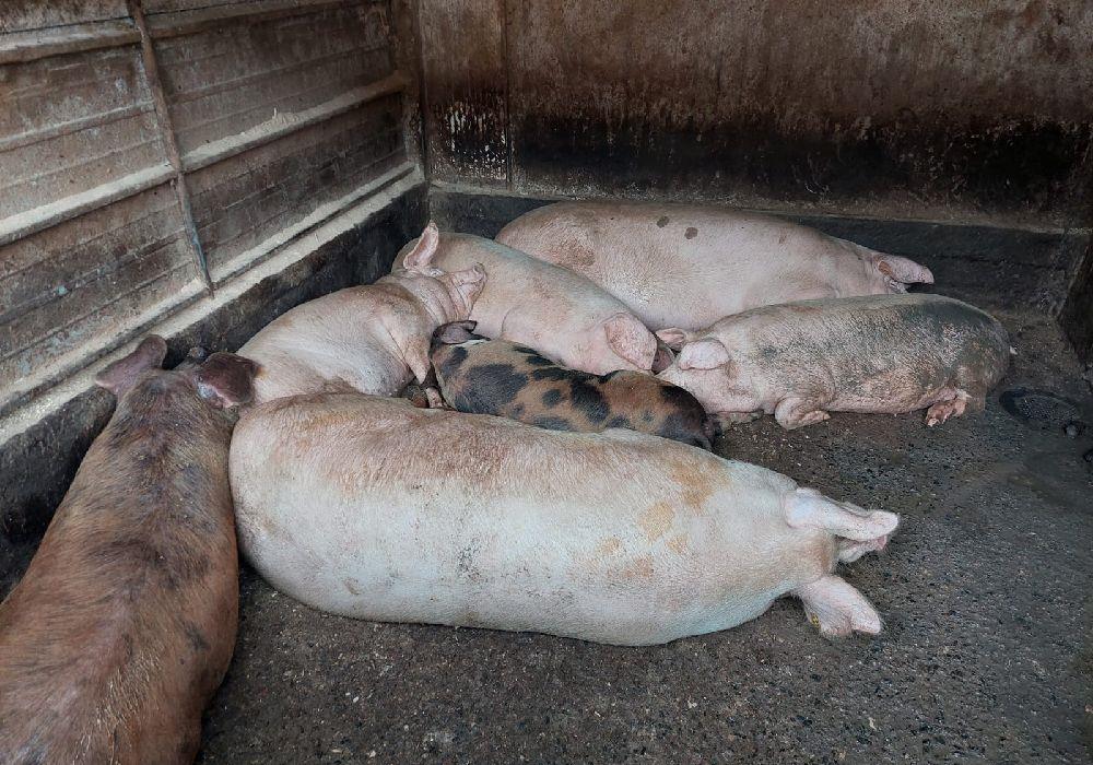 vand porc de casa sibiu  la carcasa sau la viata