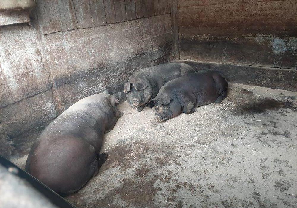vand porc de casa sibiu  la carcasa sau la viata