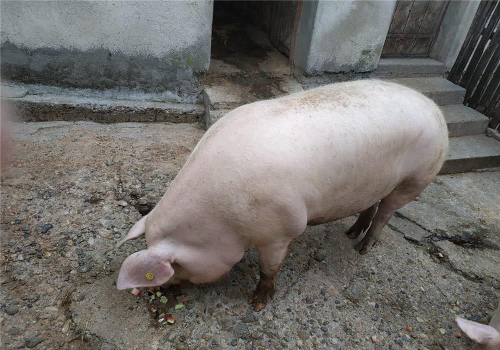 vand porc de rasa 220kg