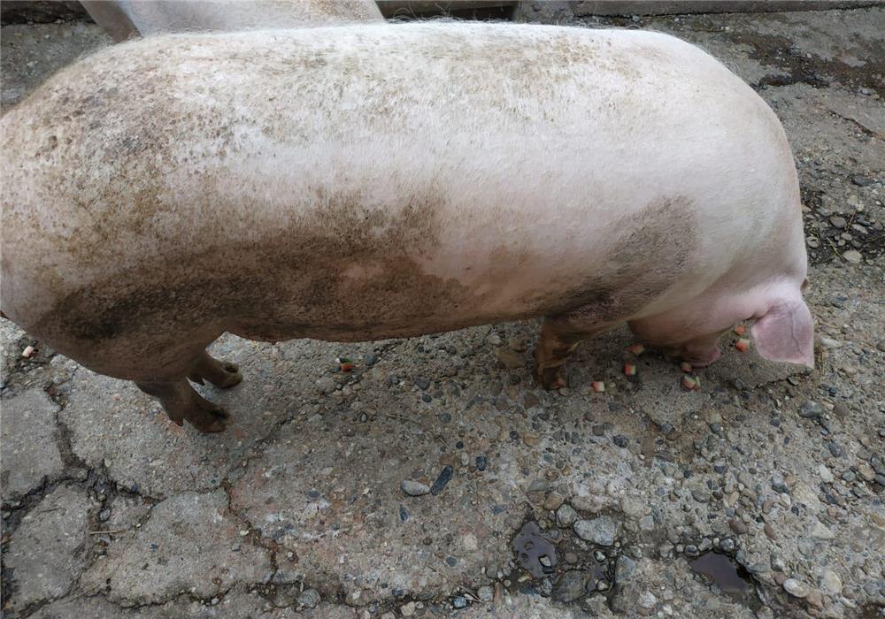vand porc de rasa 220kg