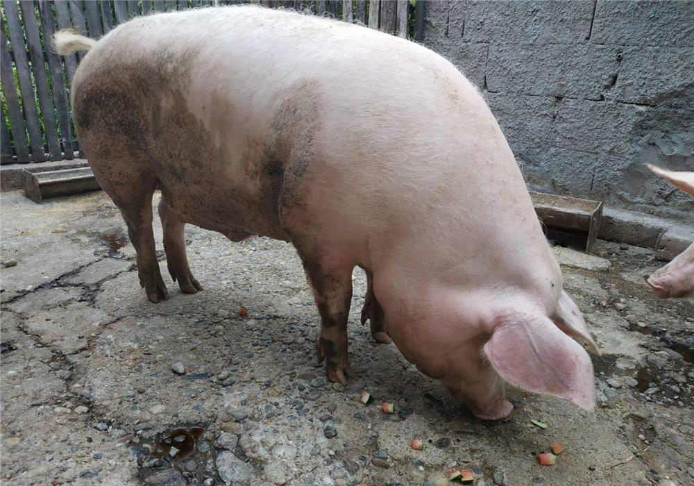 vand porc de rasa 220kg