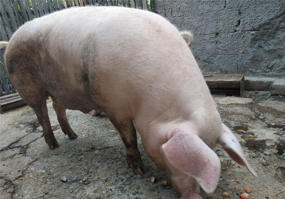 vand porc de rasa 220kg