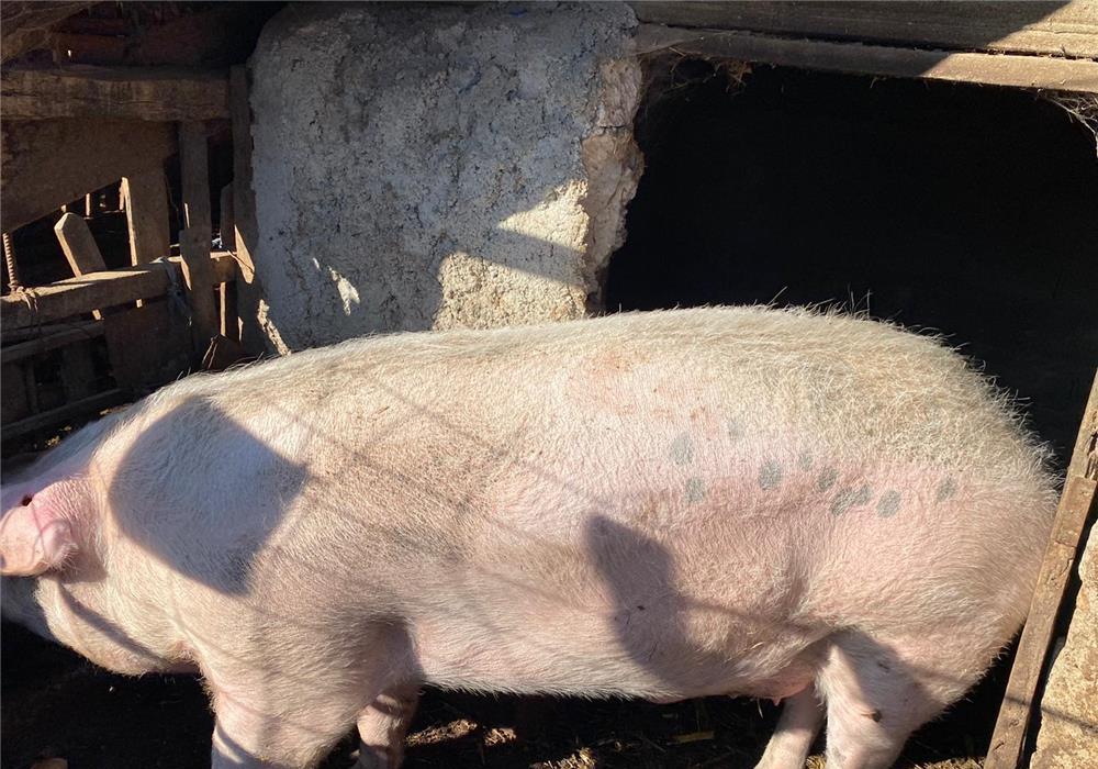 Vand porc de rasa Marele Alb