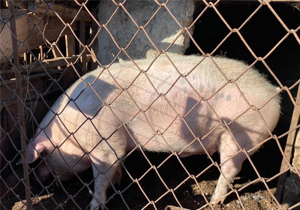 Vand porc de rasa Marele Alb