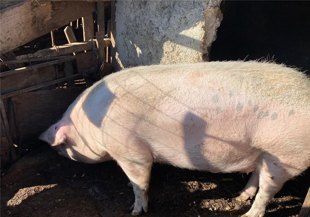 Vand porc de rasa Marele Alb