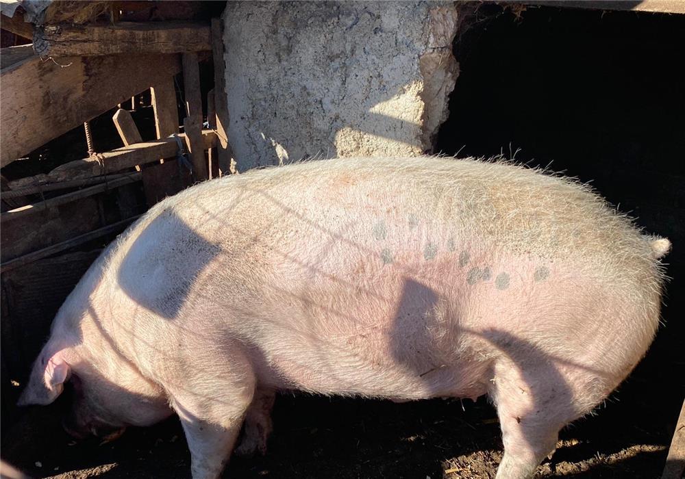 Vand porc de rasa Marele Alb