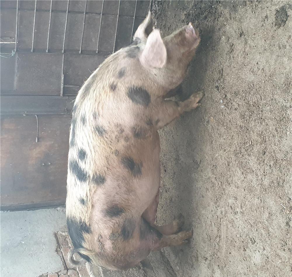 Vand porc de taiat