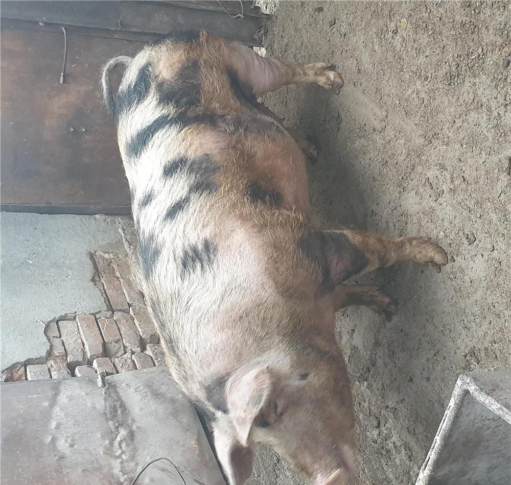 Vand porc de taiat