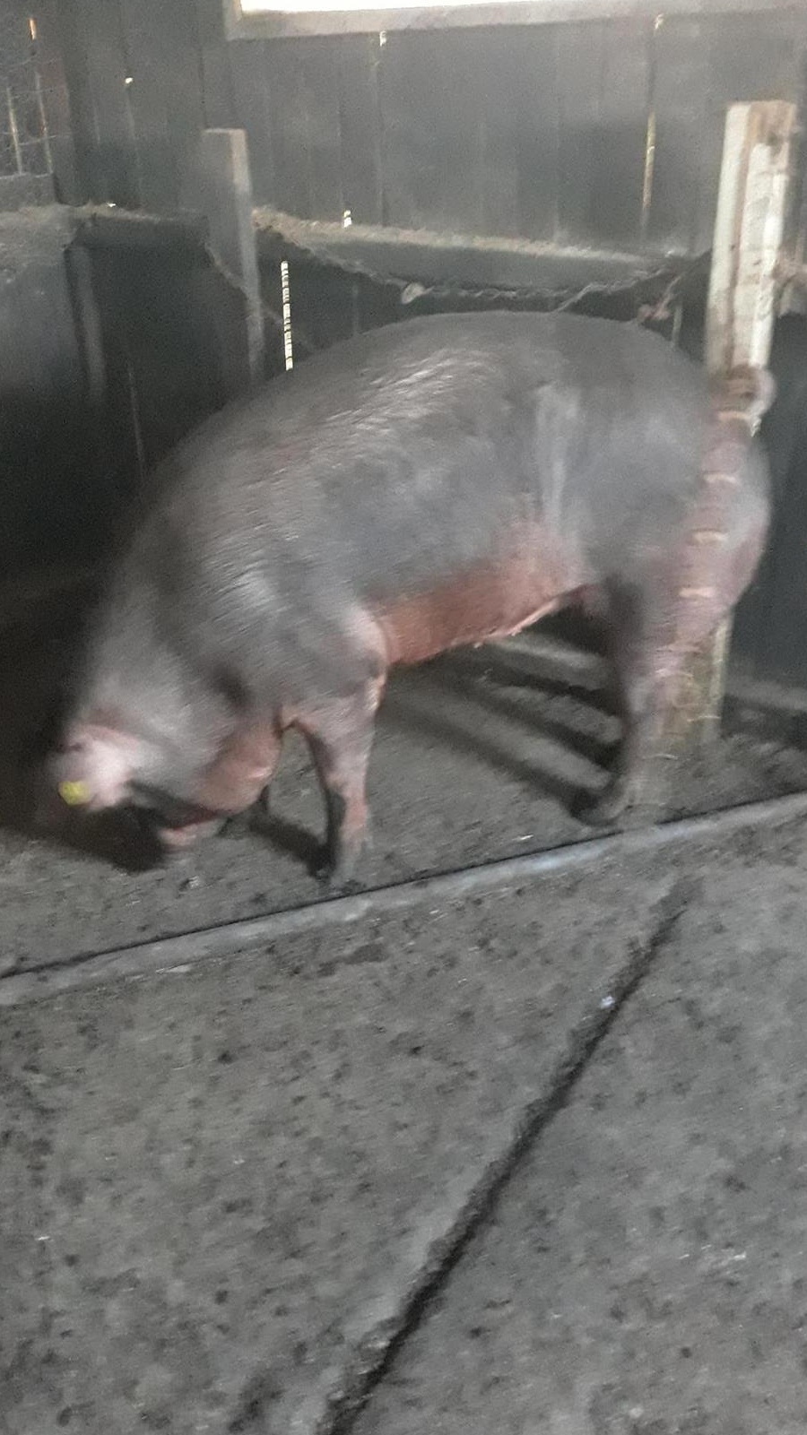 Vând porc durok 13lei/kg