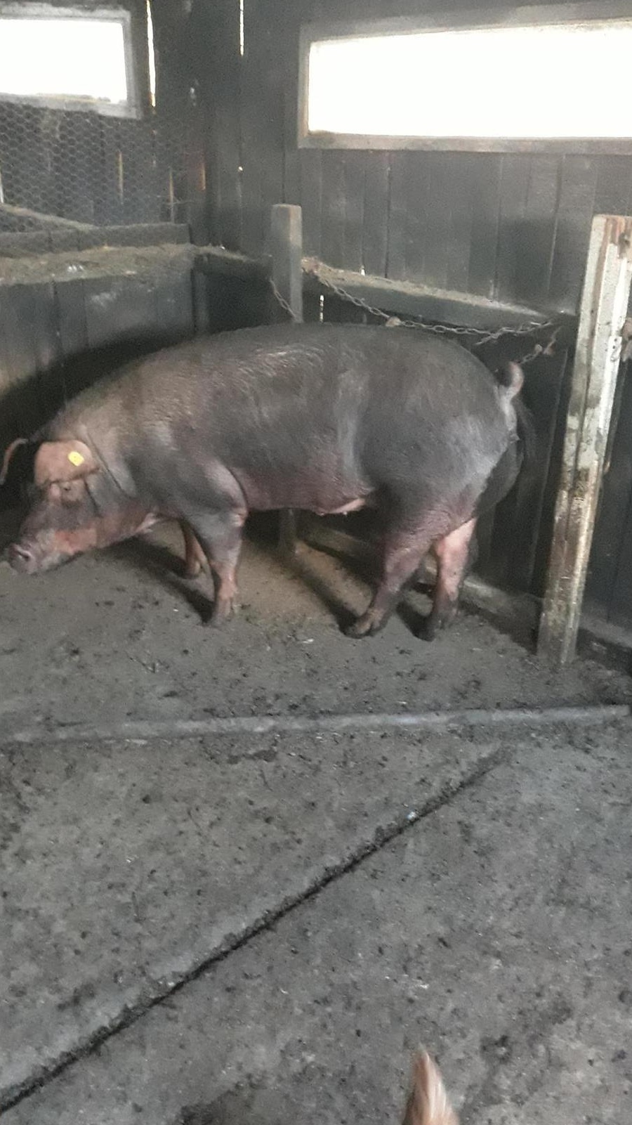 Vând porc durok 13lei/kg