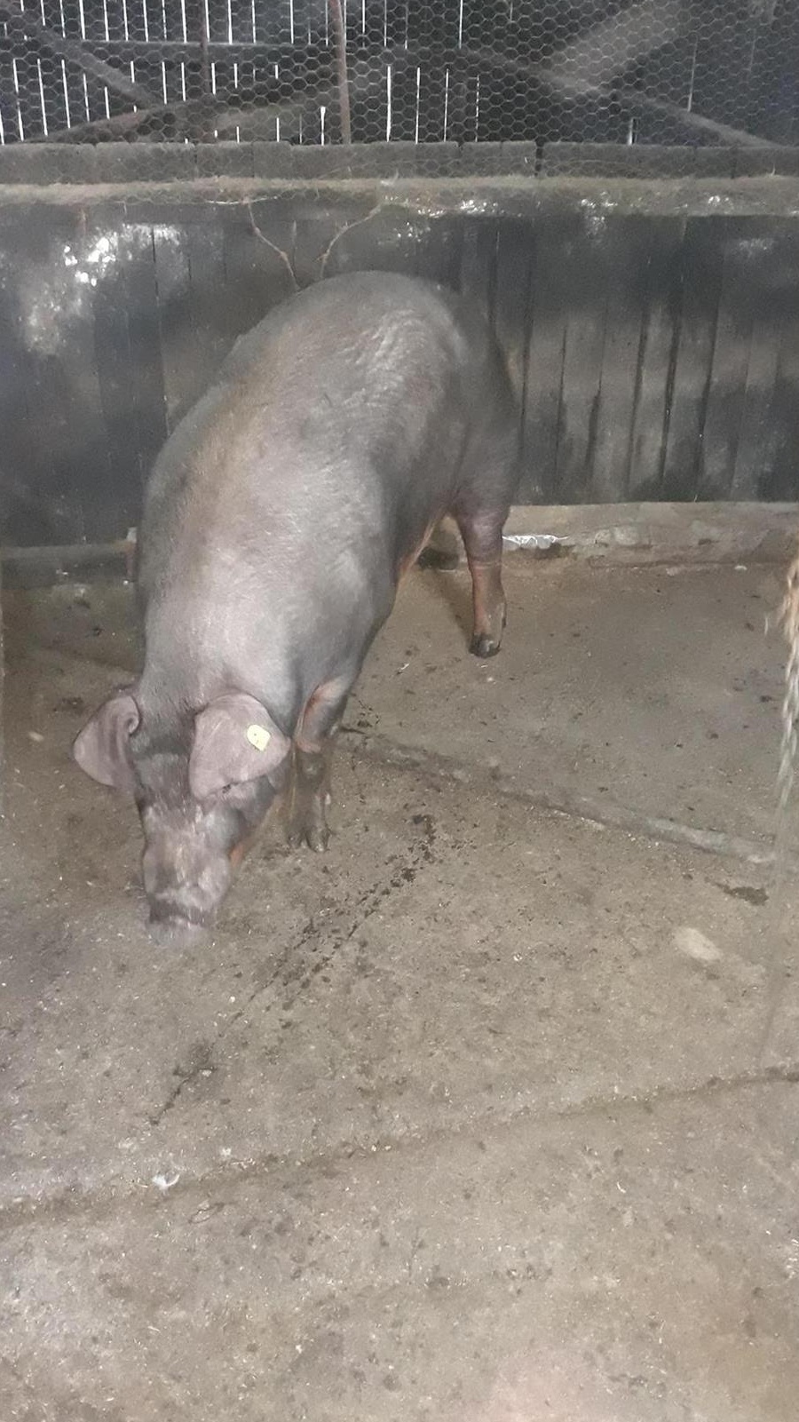 Vând porc durok 13lei/kg