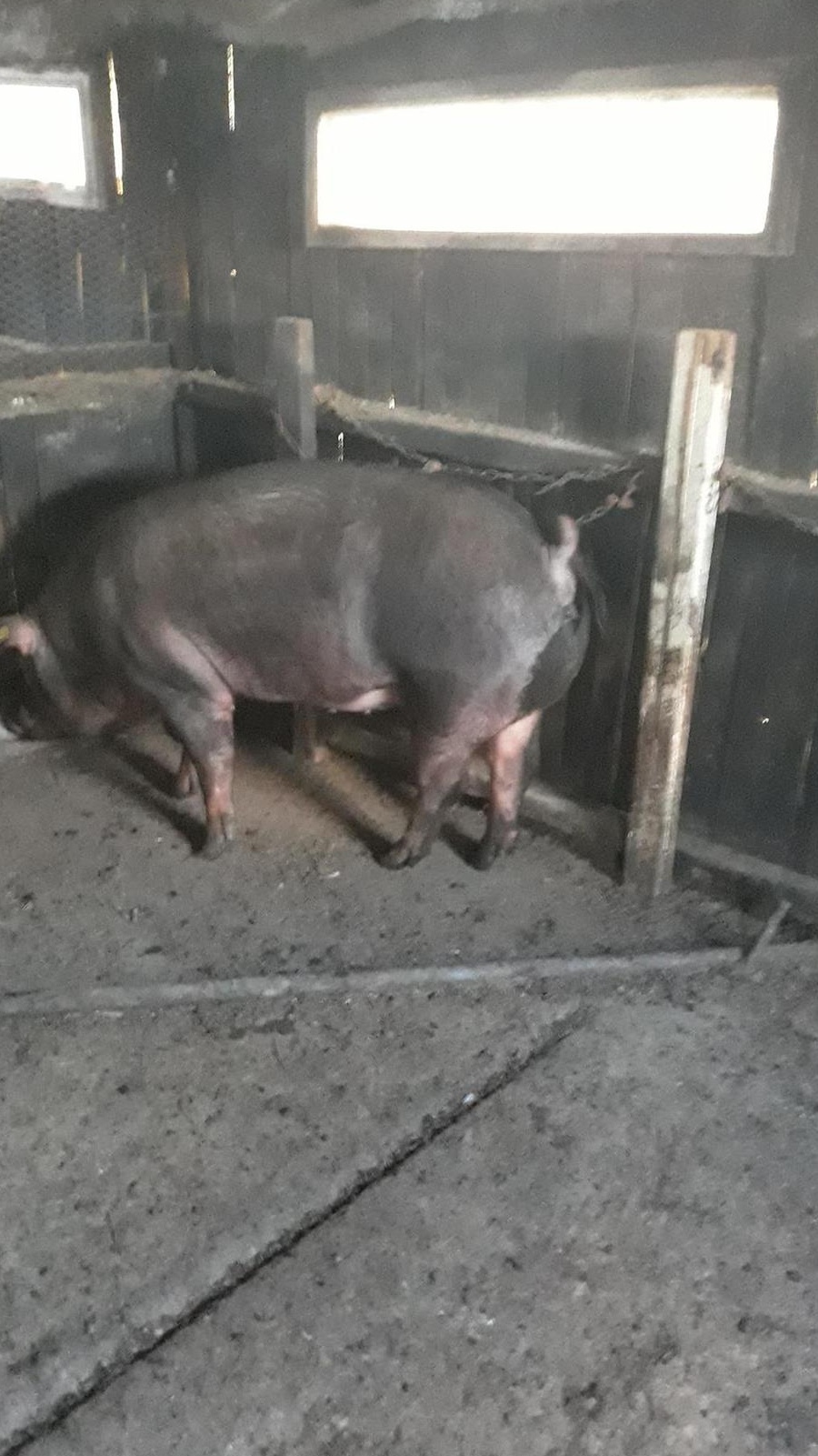 Vând porc durok 13lei/kg