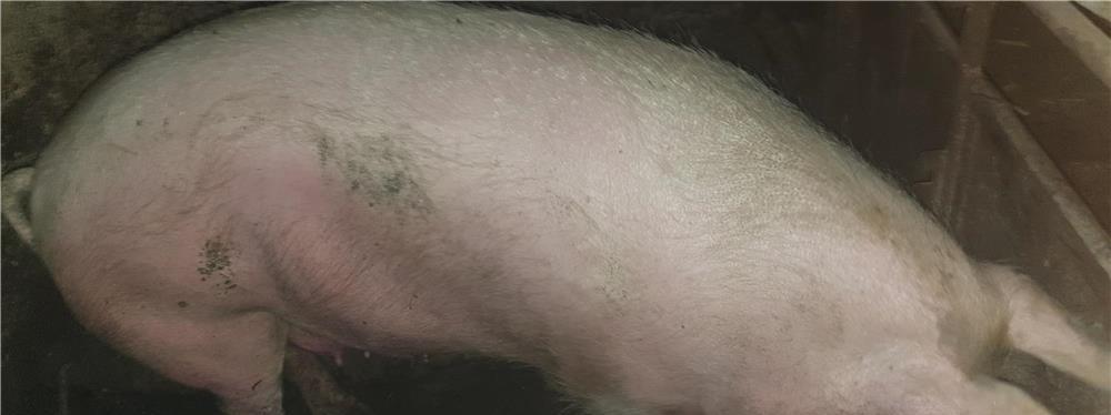 Vand porc gras.