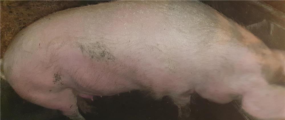 Vand porc gras.