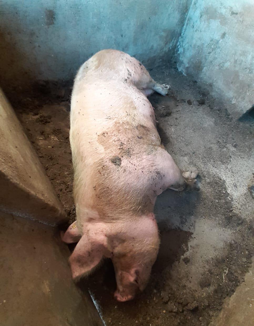 Vând porc mare, la un preț bun!