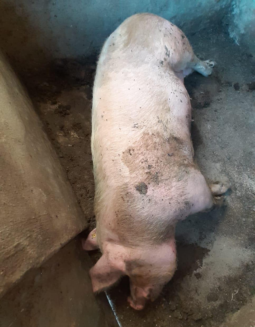 Vând porc mare, la un preț bun!