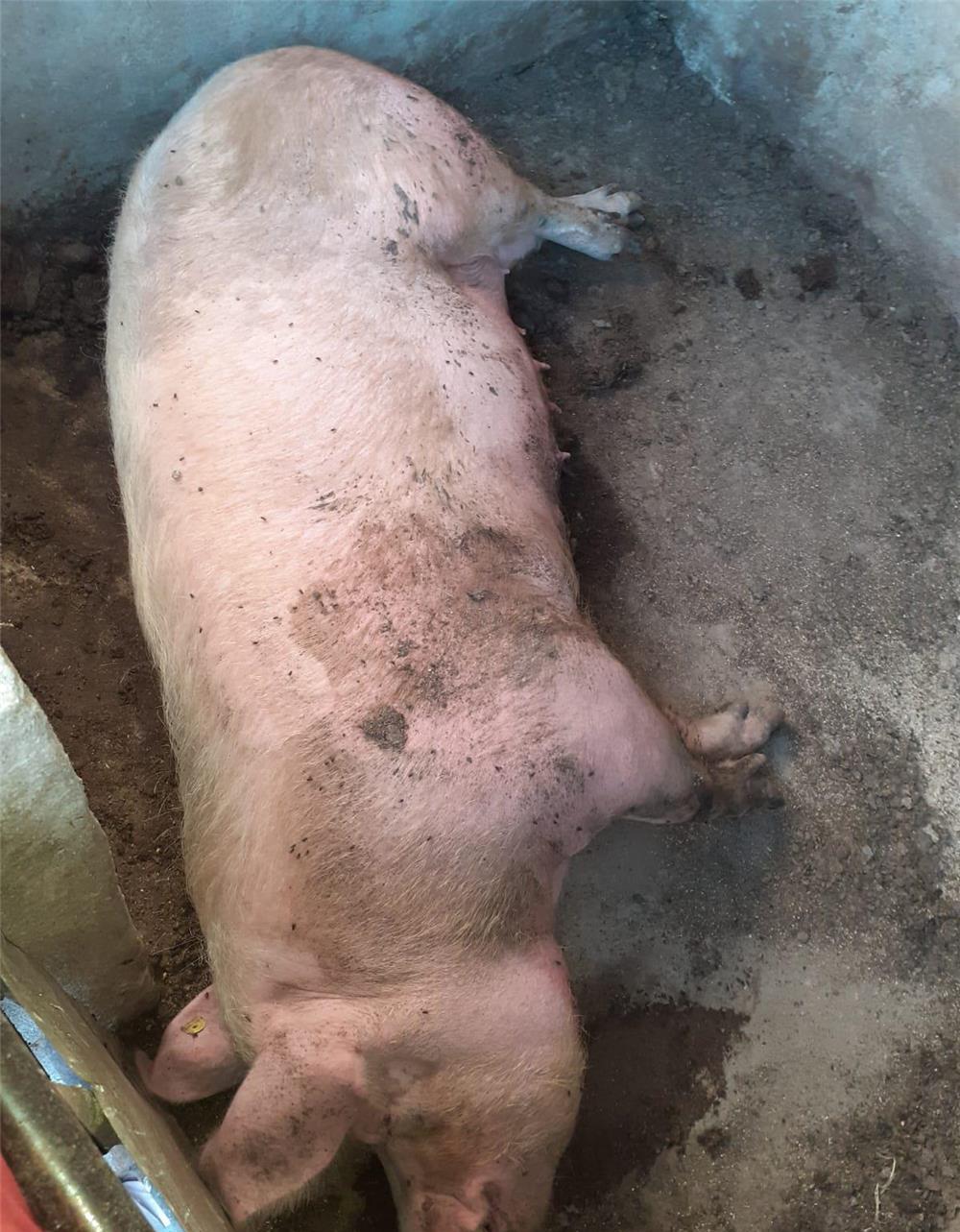 Vând porc mare, la un preț bun!