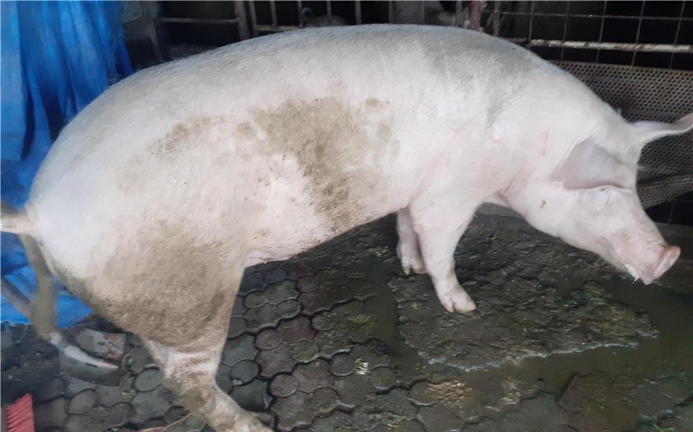 vand porc rasa de carne