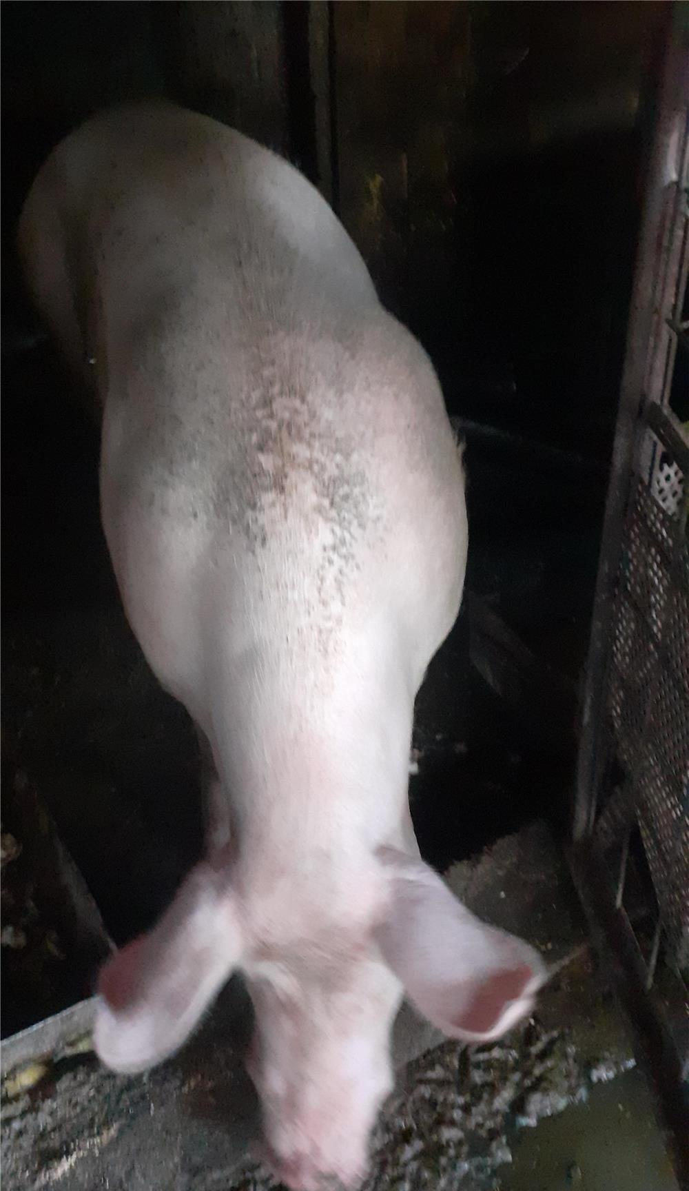 vand porc rasa de carne