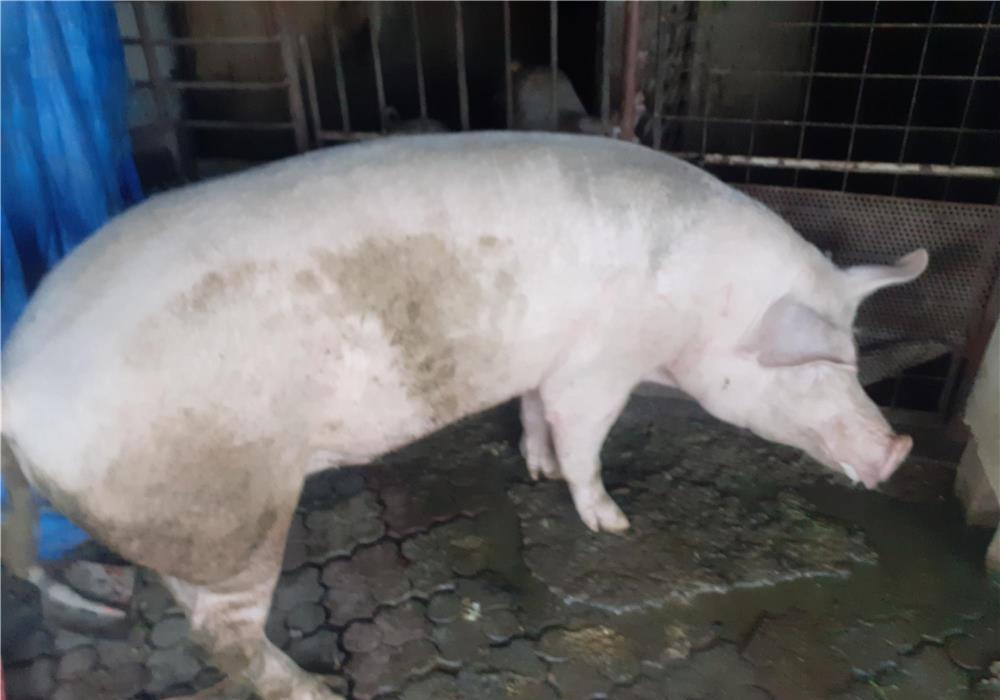 vand porc rasa de carne