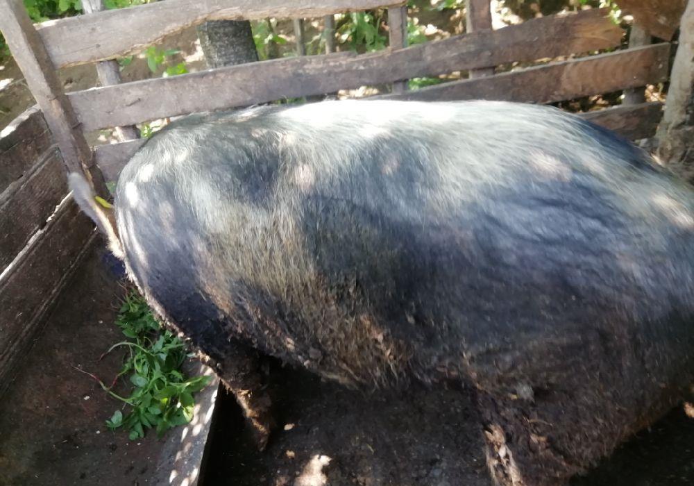 Vând porc sau scroafa