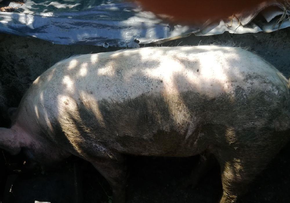 Vând porc sau scroafa