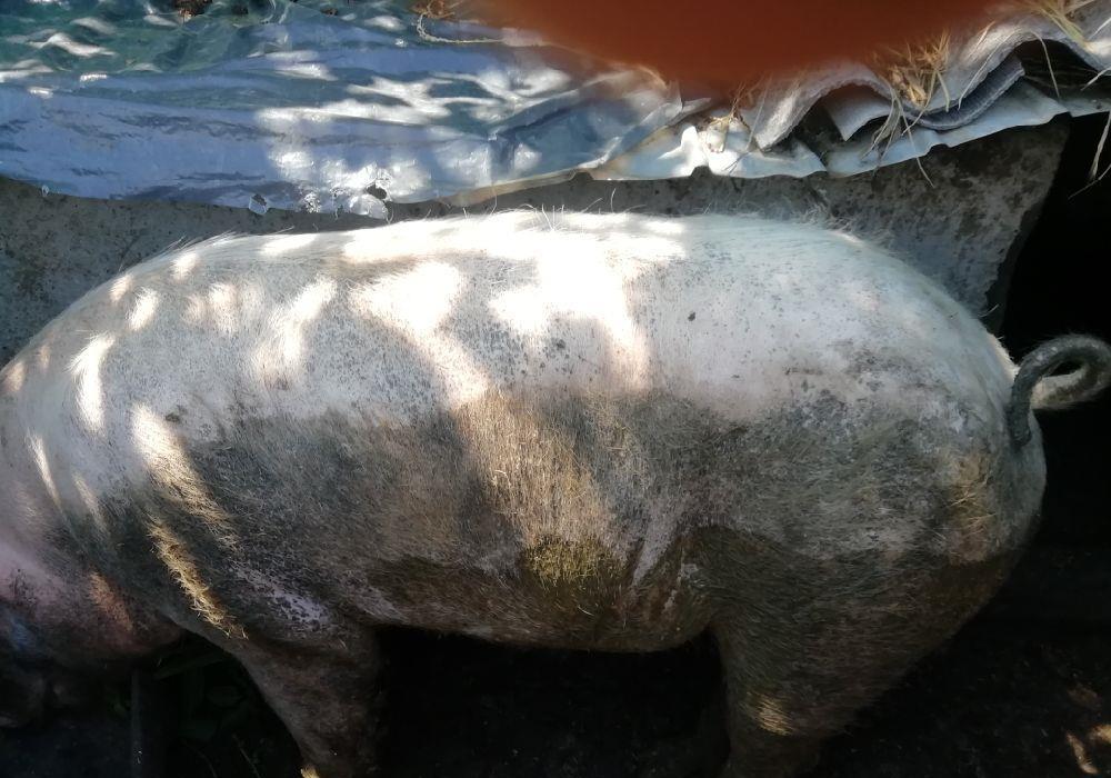 Vând porc sau scroafa