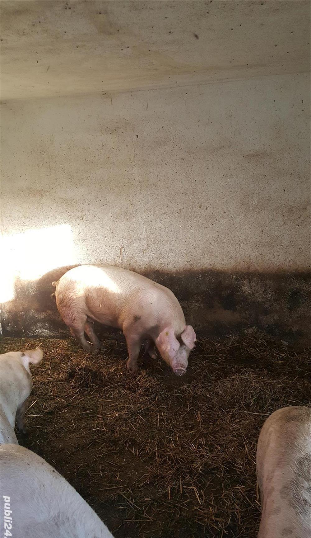 Vand Porci 120 -160 kg