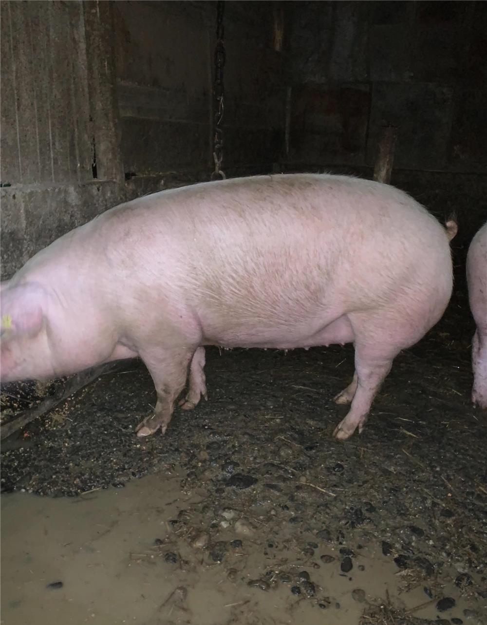 Vând porci 150-200 kg