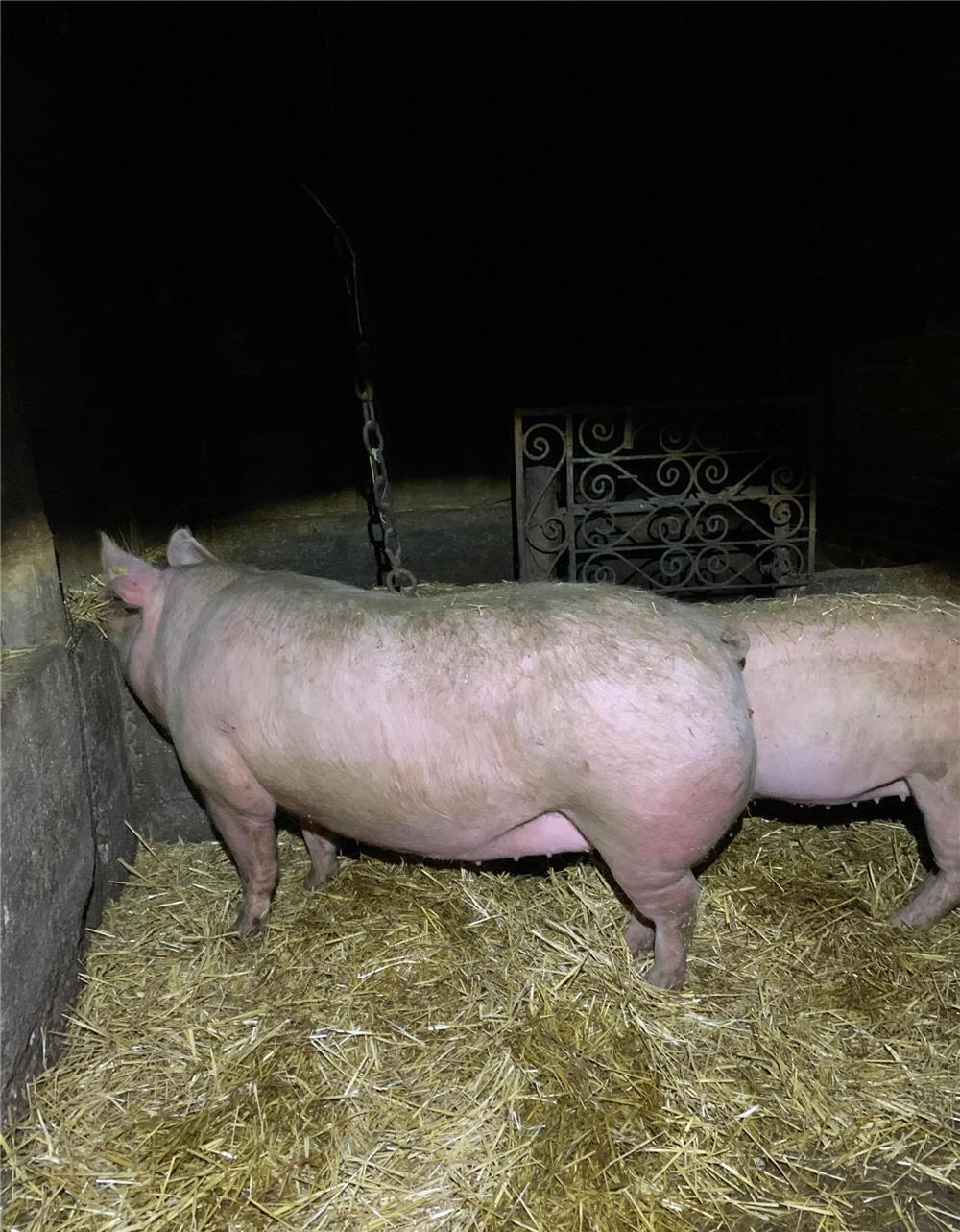 Vând porci 150-200 kg