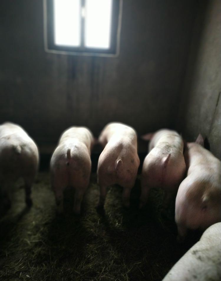 Vând porci 60-120 kg.