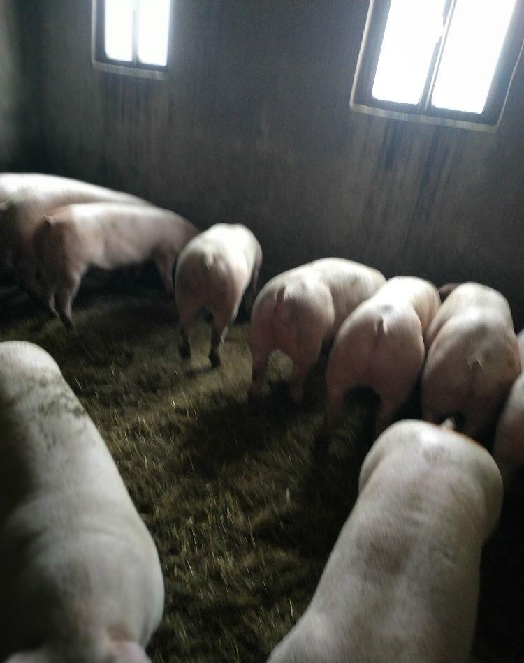 Vând porci 60-120 kg.