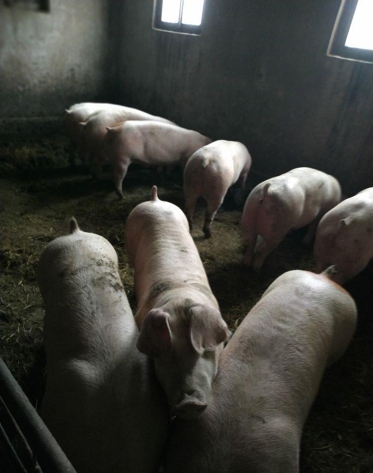 Vând porci 60-120 kg.