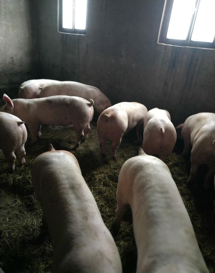 Vând porci 60-120 kg.