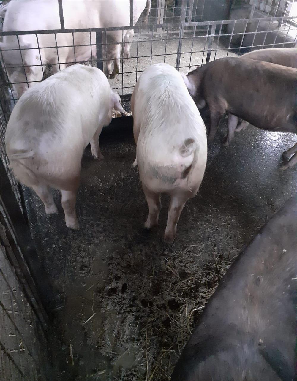 Vand porci 70-100 kg