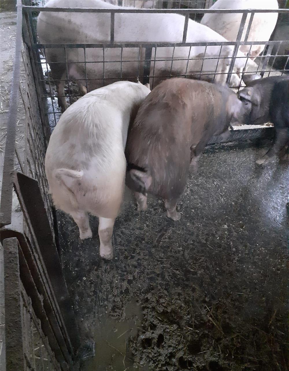 Vand porci 70-100 kg