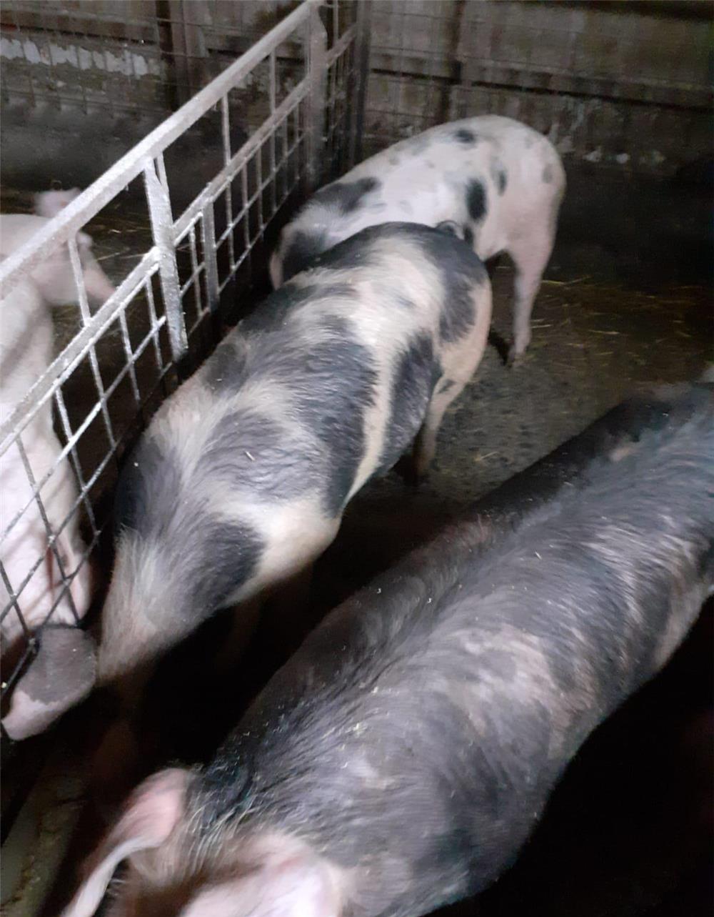 Vand porci 70-100 kg