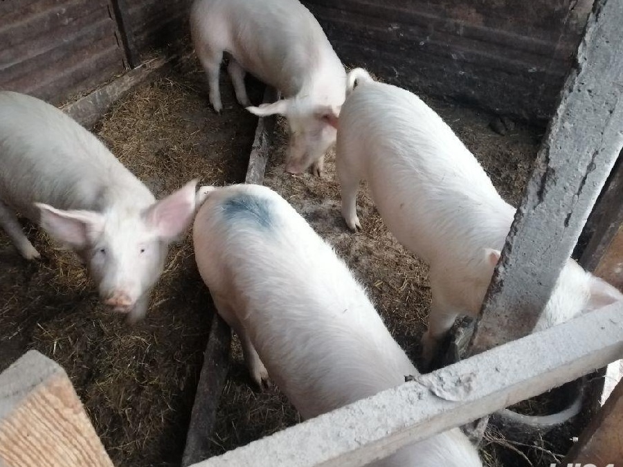 Vând porci 80-100kg