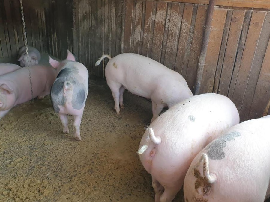 Vand porci 80-220 kg